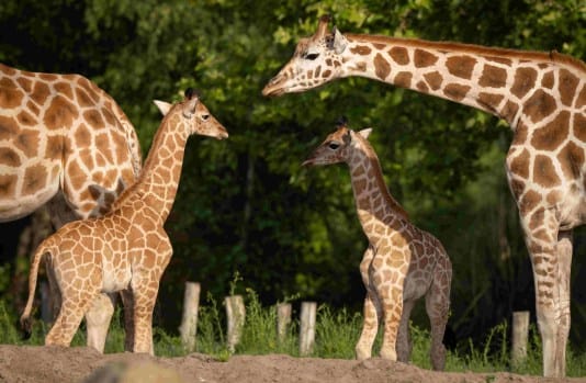 Twee pasgeboren giraffen nu te zien in Safaripark Beekse Bergen