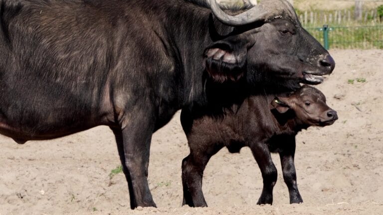 Geboortegolf in Safaripark Beekse Bergen: meerdere jonge dieren geboren