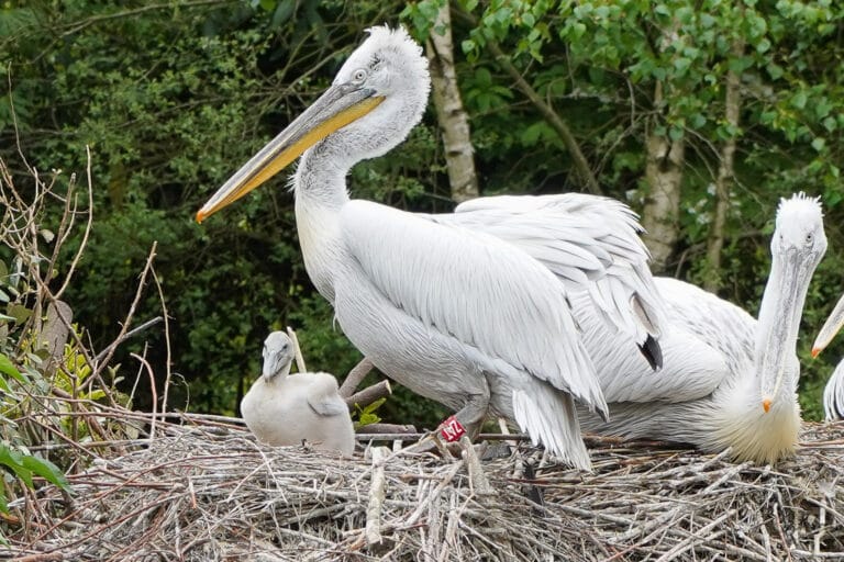 Pelikaan uit het ei gekropen in Dierenpark Amersfoort