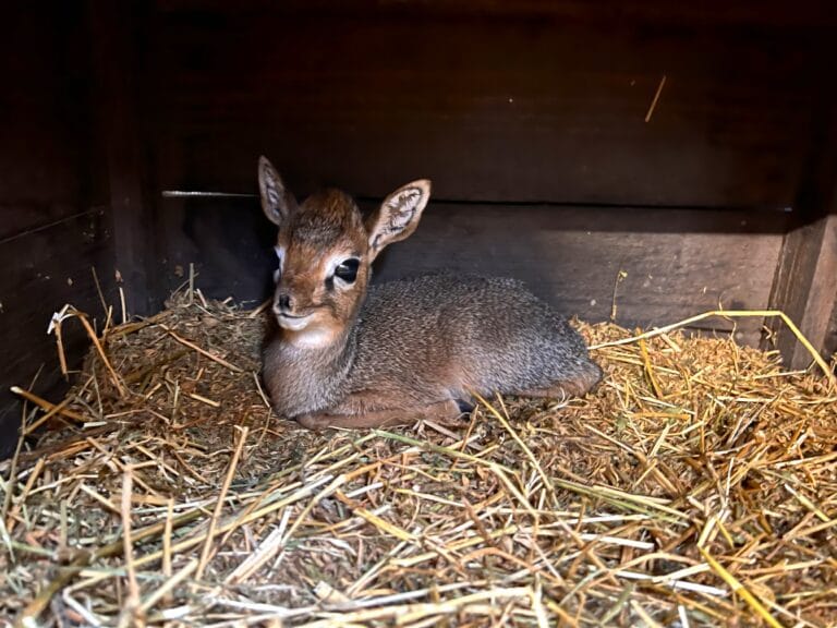 Kleinste antilope ter wereld geboren in ZooParc Overloon