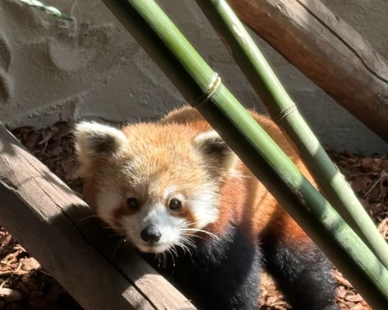 Jonge rode panda verhuisd van ZooParc naar Eindhoven Zoo