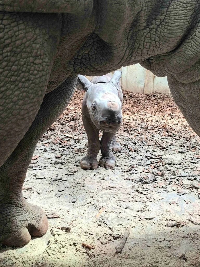 Zeldzame mannelijke puntlipneushoorn geboren in Safaripark Beekse Bergen