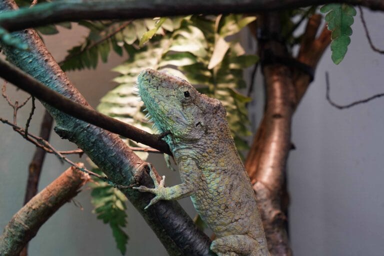 Nieuwe diersoort: DierenPark Amersfoort verwelkomt Cubaanse valse kameleons
