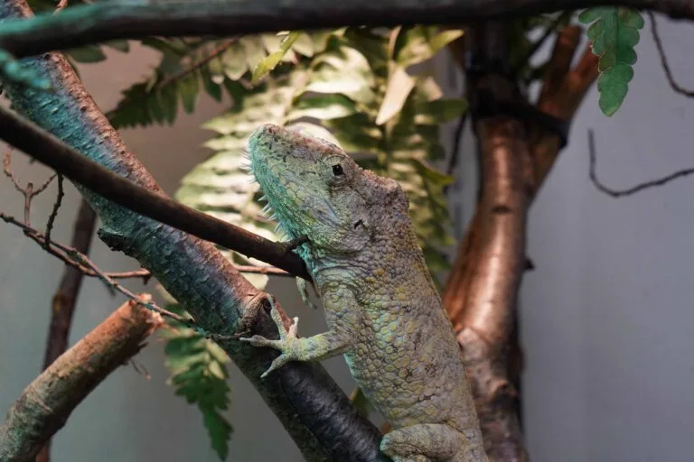 Nieuwe diersoort: DierenPark Amersfoort verwelkomt Cubaanse valse kameleons