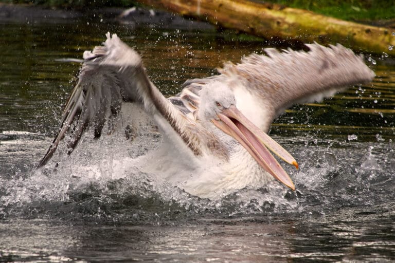 Verkoelende zomer eerder van start in DierenPark Amersfoort vanwege tropische temperaturen