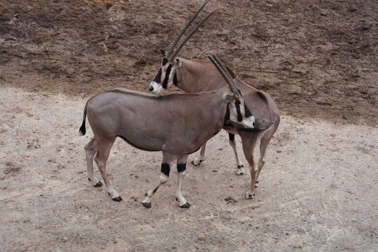 Nieuwe beisa oryx-man aangekomen in DierenPark Amersfoort