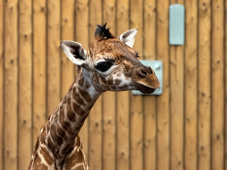 Girafjong geboren in WILDLANDS: “Kenyi maakt het goed”