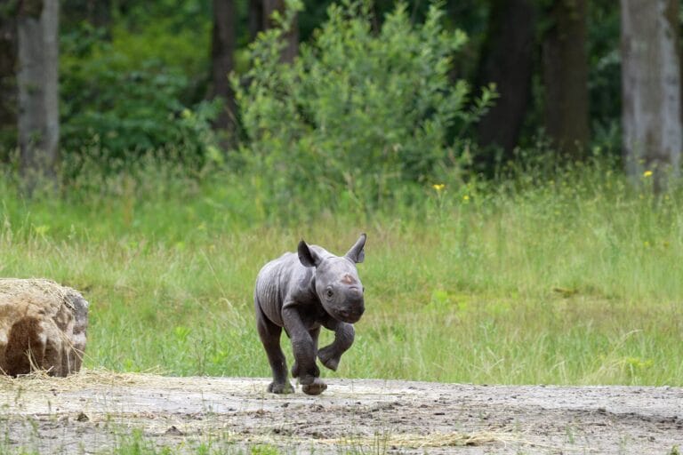 Pasgeboren neushoorn Banji zet eerste stapjes buiten in Beekse Bergen
