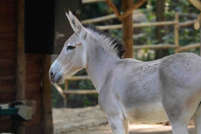 Zeer zeldzame dieren te bewonderen in Dierenpark Amersfoort