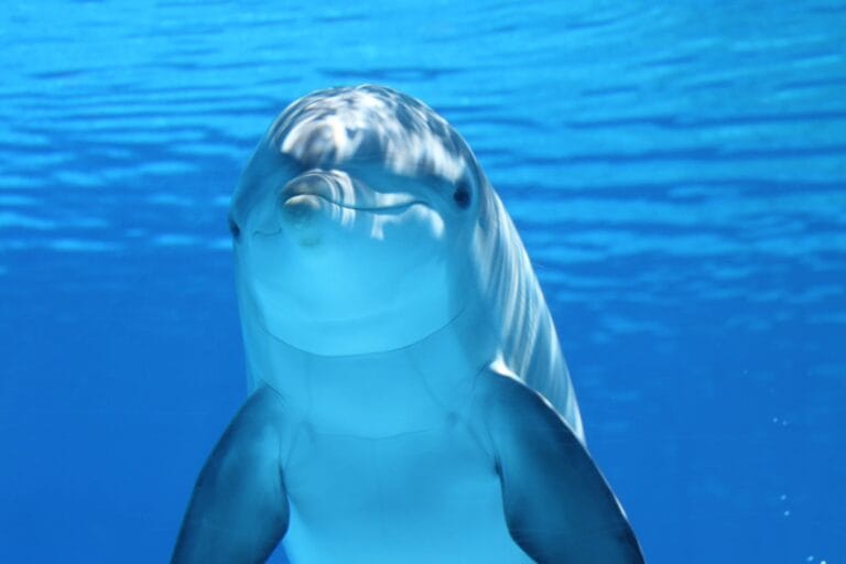Definitief: Dolfinarium in Boudewijn Seapark moet deuren sluiten