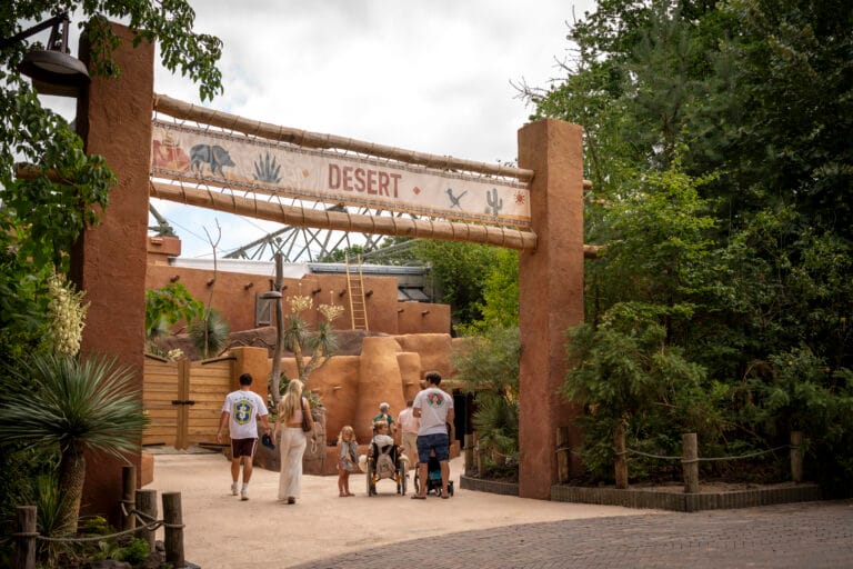 Burgers’ Zoo heropent vernieuwde Desert na maandenlange verbouwing: dit is er allemaal veranderd