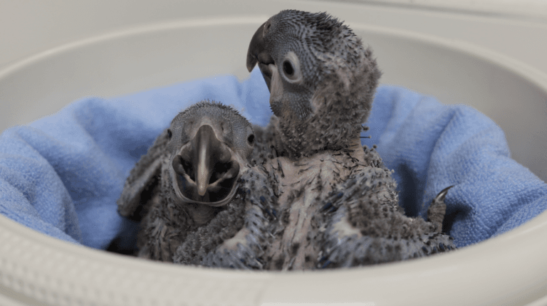 Pairi Daiza schrijft geschiedenis met de kweek van drie soorten blauwe ara’s