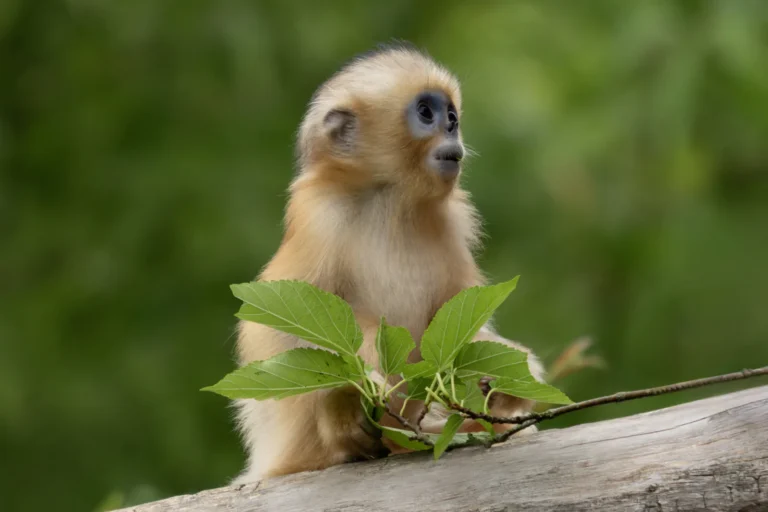 Pairi Daiza maakt namen bekend van twee zeldzame gouden stompneusapen