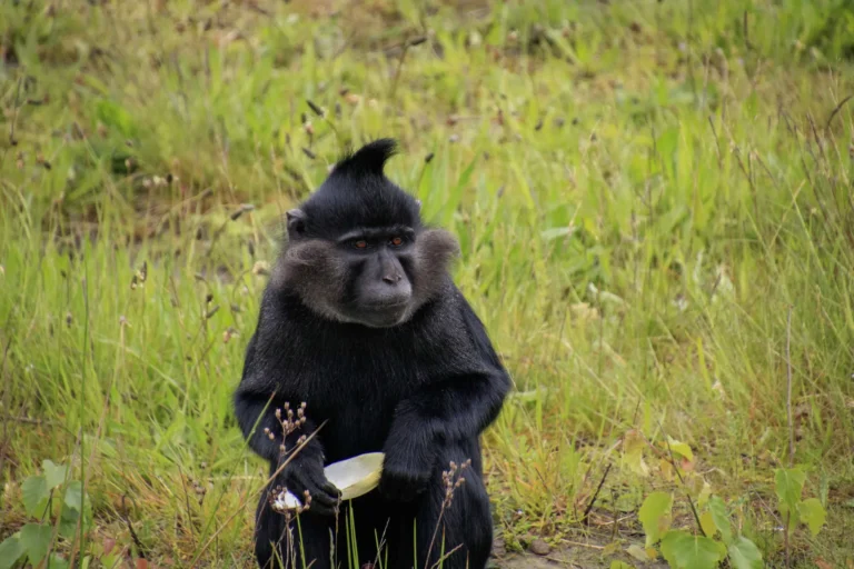 Ontsnapte aap na maand weer gevangen in Safaripark Beekse Bergen