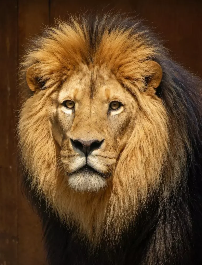 Nieuwe leeuw GaiaZOO overleden na onverwachte gezondheidsproblemen