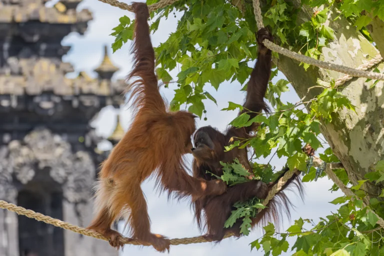 Pairi Daiza organiseert orang-oetanweekend vanwege start bosbrandseizoen op Borneo