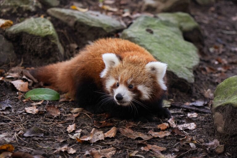 Rode pandajong geboren in DierenPark Amersfoort