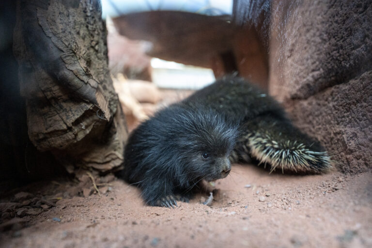 Stekelvarken geboren in de Desert van Burgers’ Zoo