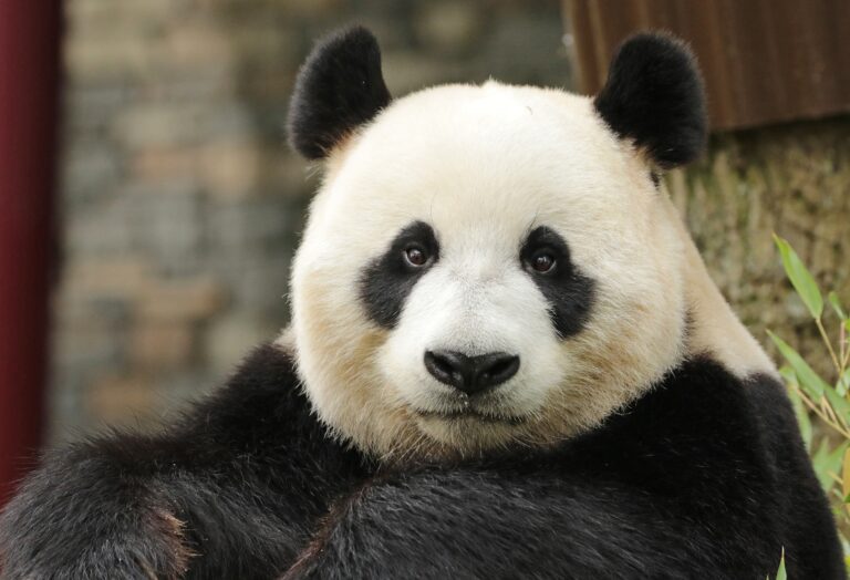 Pandajong vertrekt eind oktober uit Ouwehands Dierenpark naar China